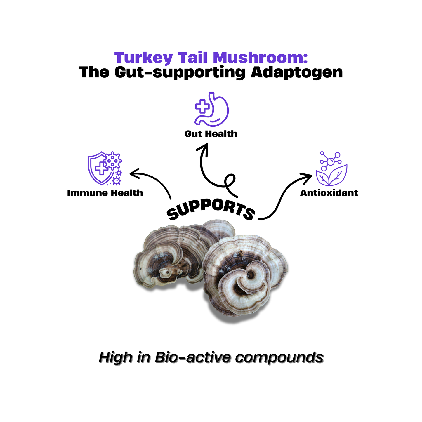 Turkey Tail Mushroom Extract Powder 50g – Gut Health Formula