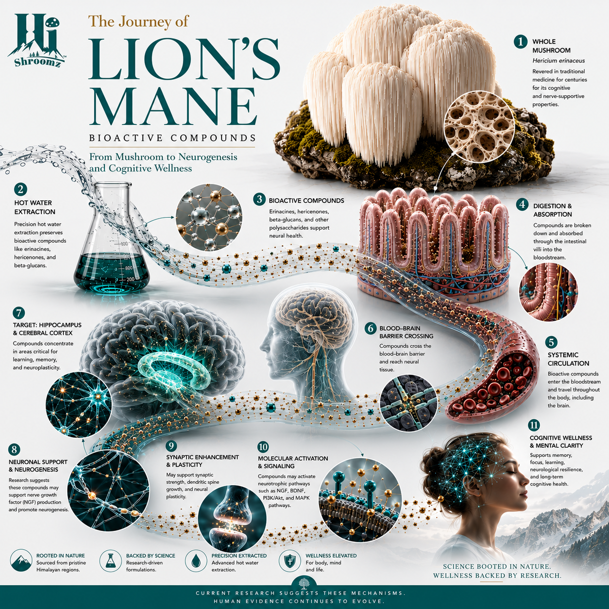 Scientific illustration of the Lion’s Mane mushroom journey from Hericium erinaceus fruiting body through hot-water extraction and bioactive compounds to digestion and absorption