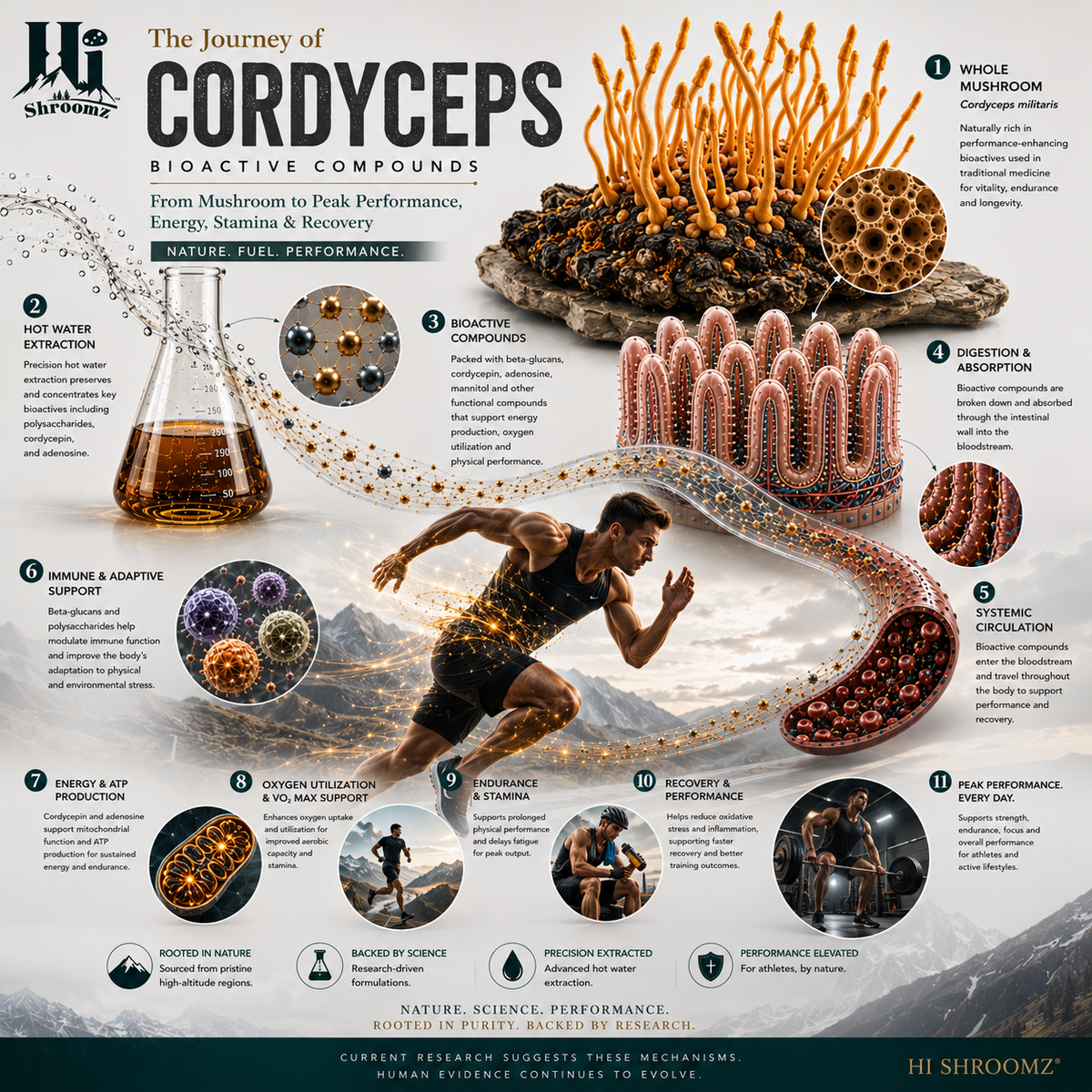 Hi Shroomz Cordyceps scientific journey showing Cordyceps militaris, hot water extraction, beta-glucans, cordycepin, adenosine, digestion and absorption, systemic circulation, energy, oxygen utilization, endurance and recovery