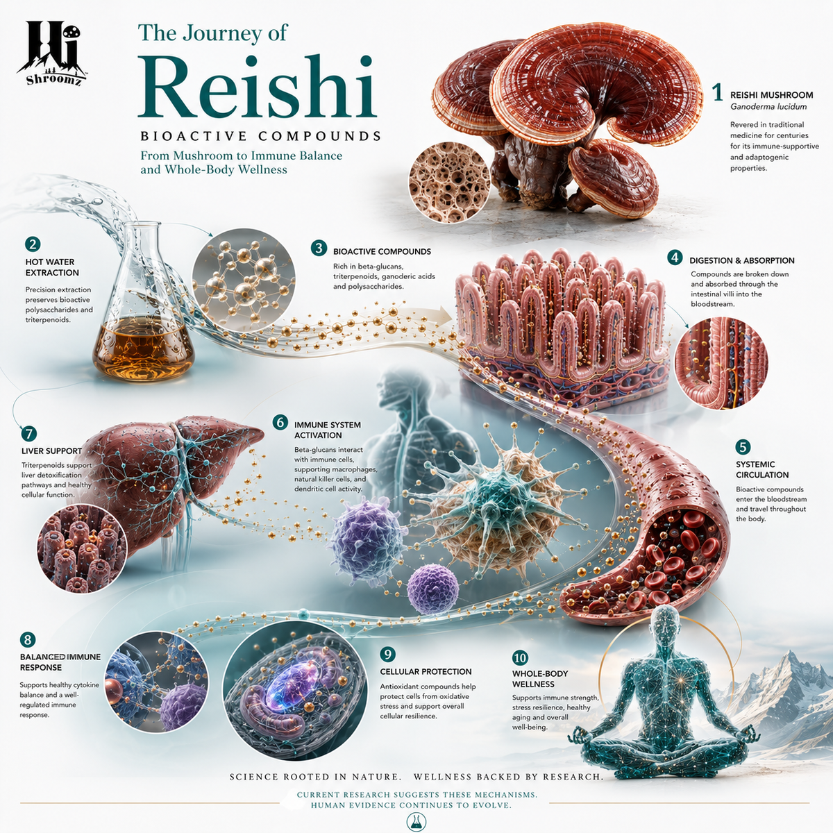 Hi Shroomz Reishi scientific infographic showing Ganoderma lucidum, hot water extraction, beta-glucans and triterpenoids, digestion and absorption, systemic circulation, immune system interaction, liver support, balanced immune response, cellular protection and whole-body wellness