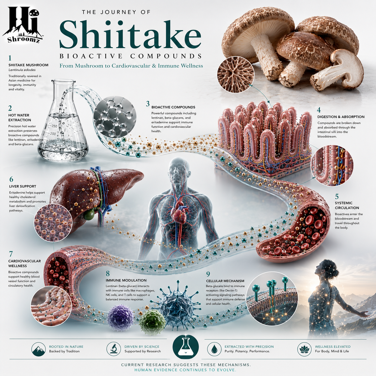Hi Shroomz Shiitake mushroom infographic showing bioactive compounds, hot water extraction, digestion, circulation, immune modulation and cardiovascular wellness